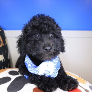 Bongo Maltipoo 01 Bongo Maltipoo 01