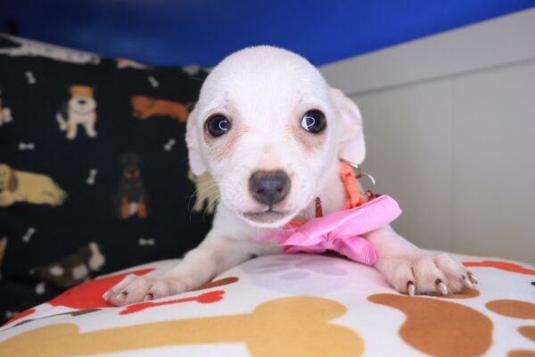 Brit Chihuahua 01