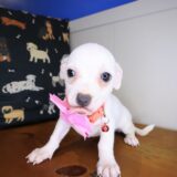 Brit Chihuahua 02