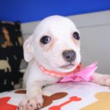 Brit Chihuahua 03