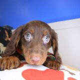 Brownie Dachshund 01