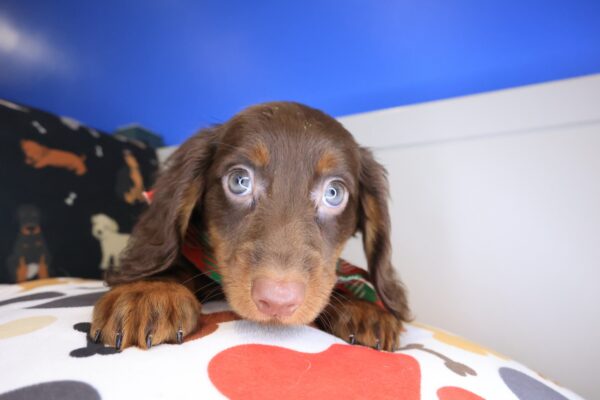 Brownie Dachshund 01
