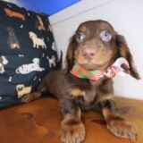 Brownie Dachshund 02