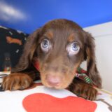 Brownie Dachshund 03