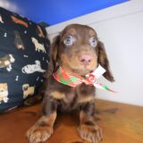 Brownie Dachshund 04