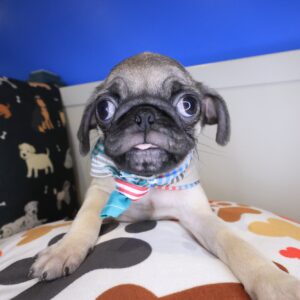 Bubba Pug 01