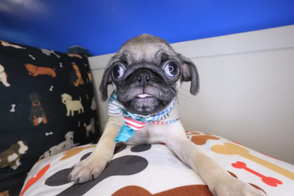 Bubba Pug 01