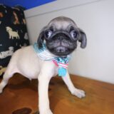 Bubba Pug 02