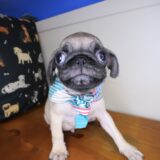 Bubba Pug 03