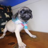 Bubba Pug 04