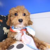 Cappy Maltipoo 01