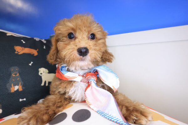 Cappy Maltipoo 01
