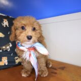 Cappy Maltipoo 02