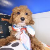 Cappy Maltipoo 03