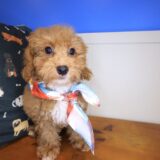 Cappy Maltipoo 04
