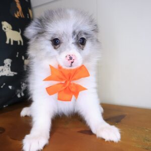 Cassi Pomeranian 01