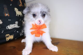 Cassi Pomeranian 01