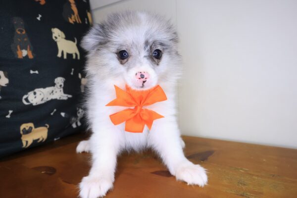 Cassi Pomeranian 01