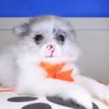 Cassi Pomeranian 02