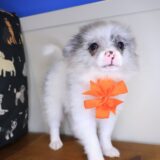 Cassi Pomeranian 03