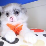 Cassi Pomeranian 04