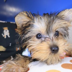 Chase Yorkshire Terrier 01 Chase Yorkshire Terrier 01