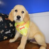 Chief Golden Retriever 01
