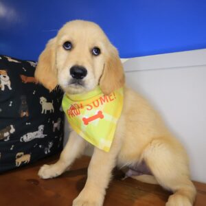 Chief Golden Retriever 01