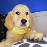 Chief Golden Retriever 02