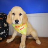 Chief Golden Retriever 03