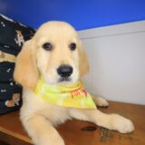 Chief Golden Retriever 04