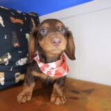 Choco Dachshund 01