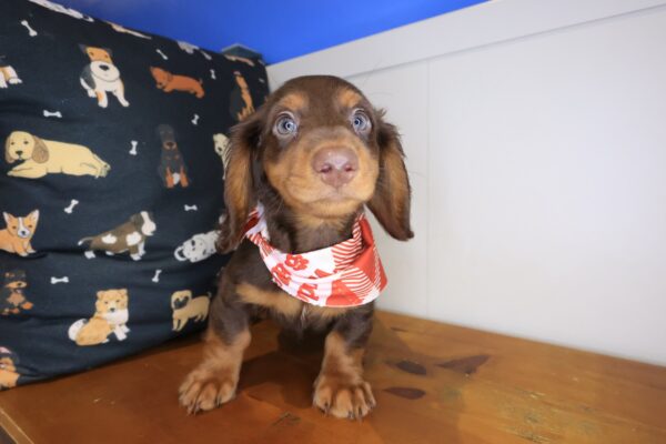 Choco Dachshund 01