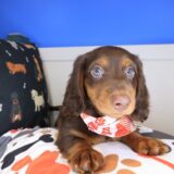 Choco Dachshund 02