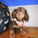 Choco Dachshund 03