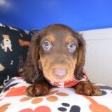 Choco Dachshund 04