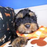 Cielo Cavapoo 01