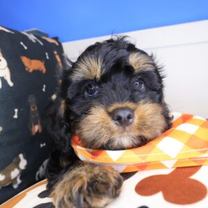Cielo Cavapoo 01 Cielo Cavapoo 01