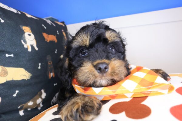 Cielo Cavapoo 01