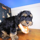 Cielo Cavapoo 02