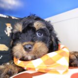 Cielo Cavapoo 03