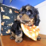 Cielo Cavapoo 04