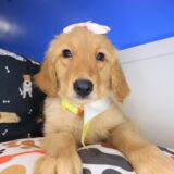 Cindy Golden Retriever 01