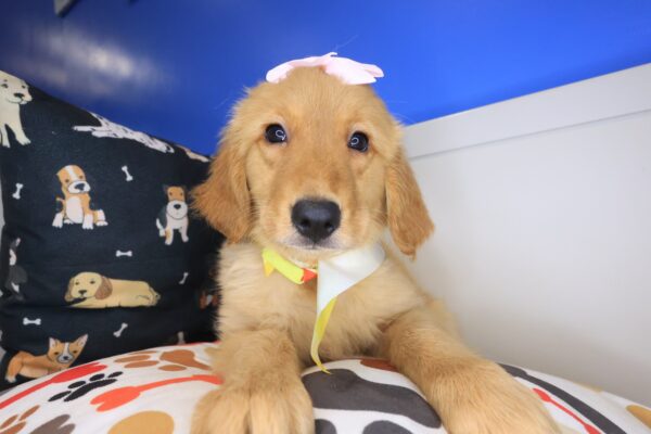 Cindy Golden Retriever 01