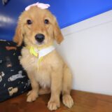 Cindy Golden Retriever 02