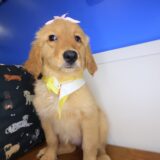 Cindy Golden Retriever 04