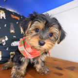Coleman Yorkshire Terrier 01