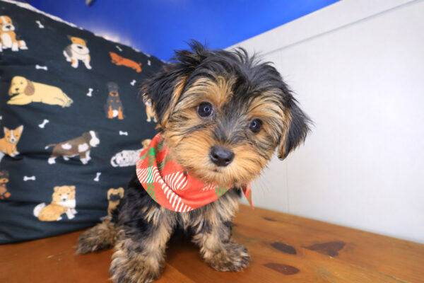 Coleman Yorkshire Terrier 01