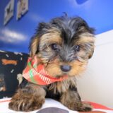 Coleman Yorkshire Terrier 02