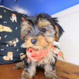 Coleman Yorkshire Terrier 04